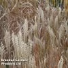 Miscanthus Sinensis 'Kleine Silberspinne'