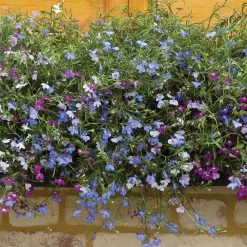 Lobelia 'Cascade Improved Mixed' -Dobies 18029