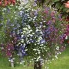 Lobelia 'Cascade Improved Mixed'