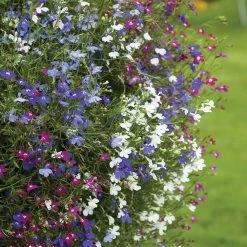 Lobelia 'Cascade Improved Mixed' -Dobies 18029 d