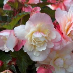 Begonia 'Sweet Spice Appleblossom' -Dobies 200177B