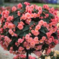 Begonia 'Sweet Spice English Rose' 5 Begonia 'Sweet Spice English Rose' -Dobies 200178A