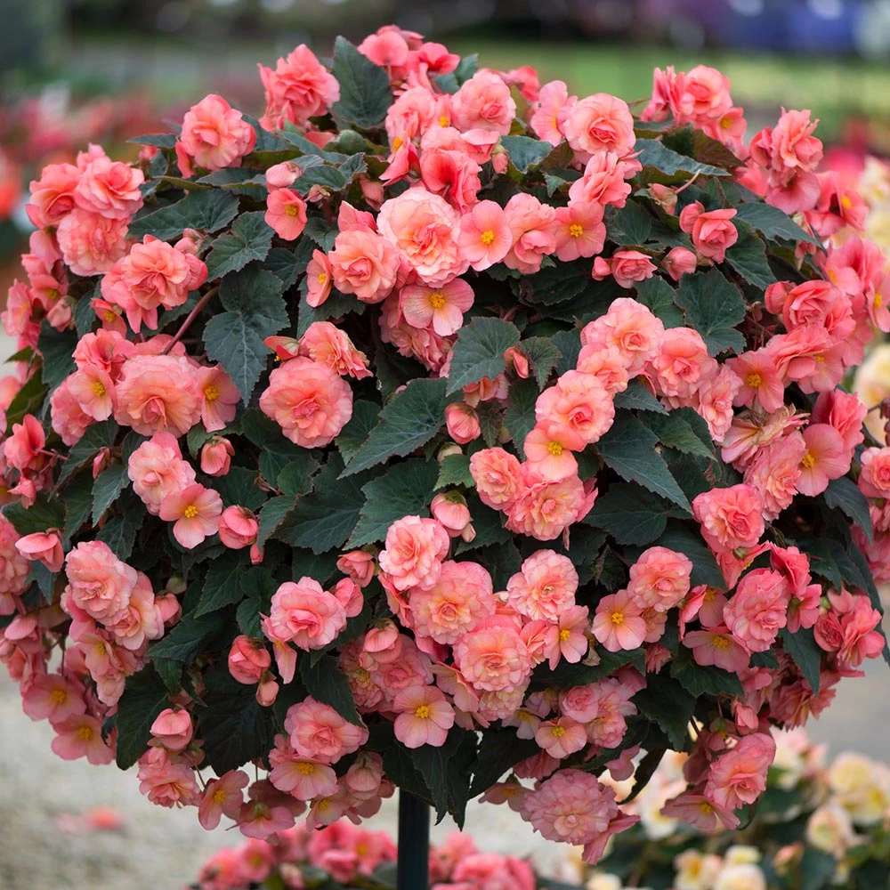 Begonia 'Sweet Spice English Rose' 3 Begonia 'Sweet Spice English Rose' - Image 3