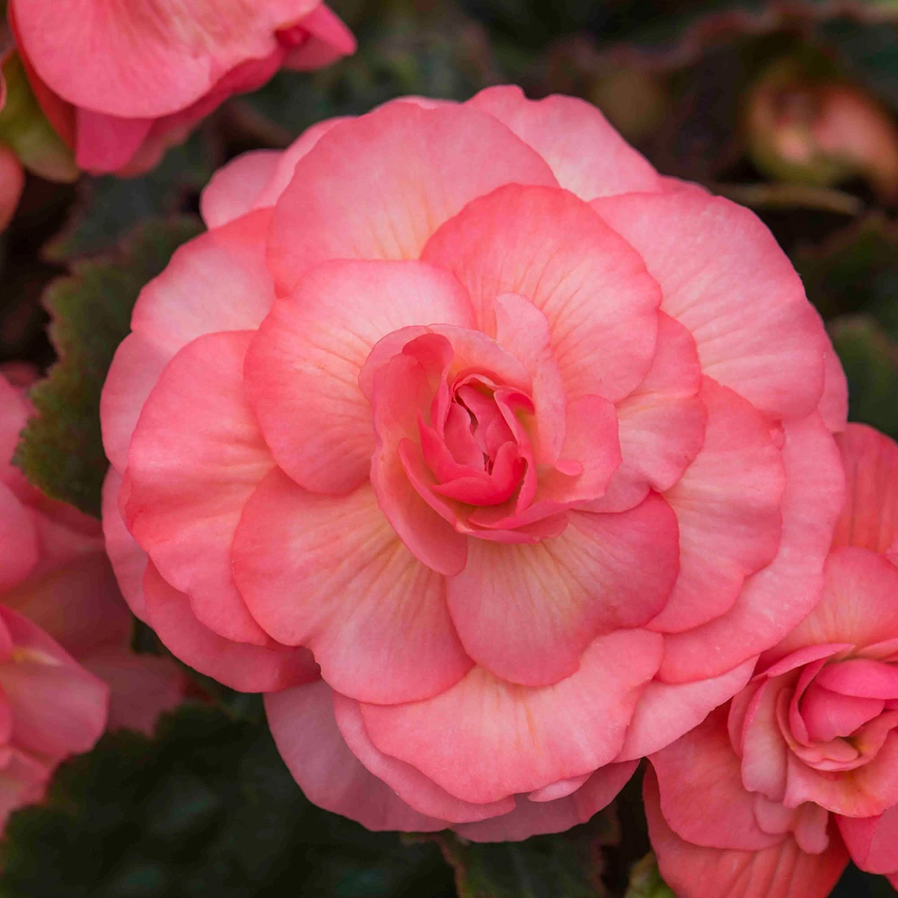 Begonia 'Sweet Spice English Rose' 2 Begonia 'Sweet Spice English Rose' - Image 2