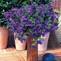 Petunia 'Trailing Surfinia Blue' -Dobies 200349A