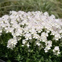 Nemesia 'Wisley Vanilla'