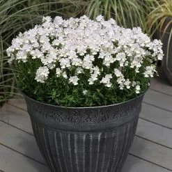 Nemesia 'Wisley Vanilla' -Dobies 200352D 200353D