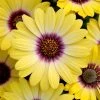 Osteospermum Plants - Blue Eyed Beauty