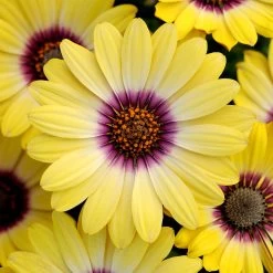 Osteospermum Plants - Blue Eyed Beauty