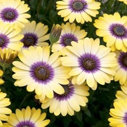 Osteospermum Plants - Blue Eyed Beauty -Dobies 200358C 200359C