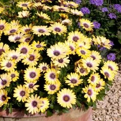 Osteospermum Plants - Blue Eyed Beauty -Dobies 200358D 200359D
