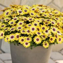 Osteospermum Plants - Blue Eyed Beauty -Dobies 200358E 200359E