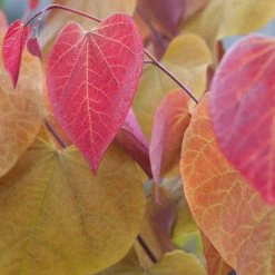 Cercis Canadensis ‘Eternal Flame’® -Dobies 200418E