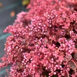 Sedum 'Sunsparkler Wildfire'