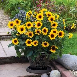 Sunflower SunBelievable™ 'Brown Eyed Girl'