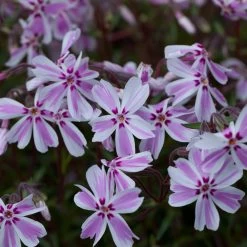 Creeping Phlox Collection 8 Creeping Phlox Collection -Dobies 200545C 200546C 200547C 200548C