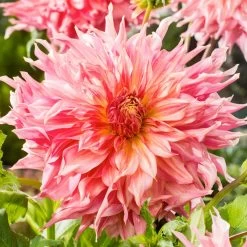 Dahlia - Penhill Watermelon