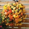 Begonia 'Apricot Shades' Pre-Planted Baskets