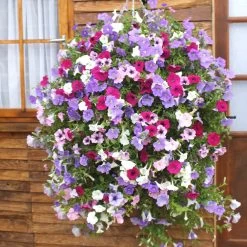 Petunia Surfinia Collection 6 Petunia Surfinia Collection -Dobies 200881a