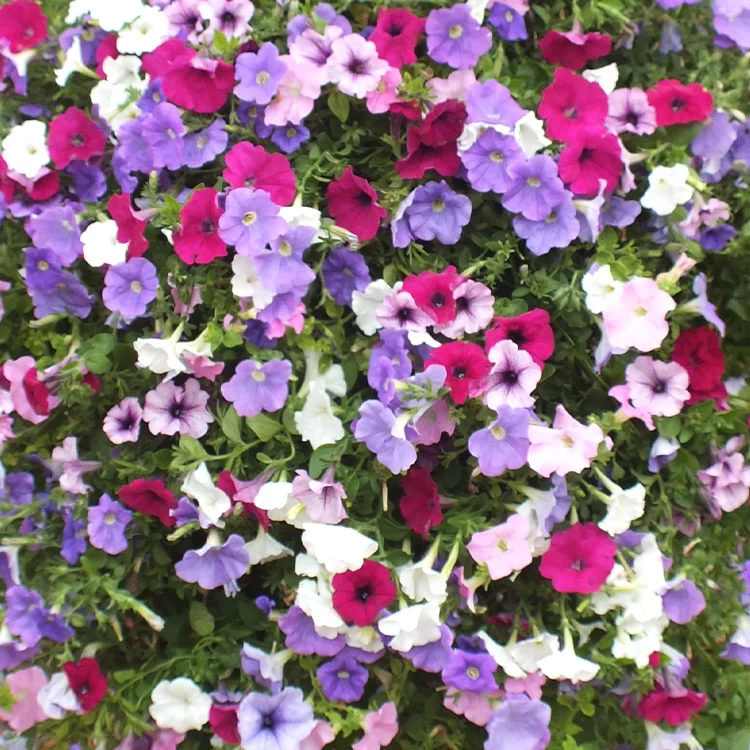 Petunia Surfinia Collection 4 Petunia Surfinia Collection - Image 4