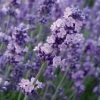 Lavender Angustifolia Melissa Lilac