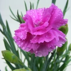 Dianthus Plant - Tickled Pink