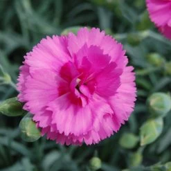 Dianthus Plant - Tickled Pink -Dobies 202350 202349 203254B