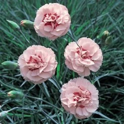 Dobies 27 Dianthus 'Doris'