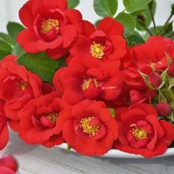 Rose (Patio) Lots Of Kisses