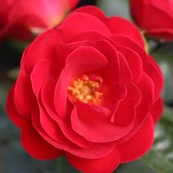 Rose (Patio) Lots Of Kisses -Dobies 202790C