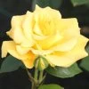 Rose (Bush) Precious Gold