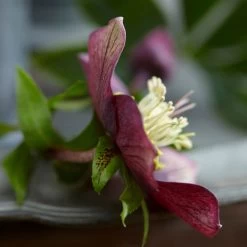 Helleborus Orientalis Plant - Hello Ruby