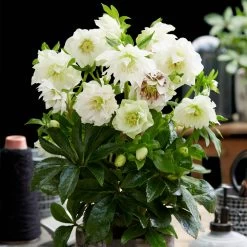 Helleborus Orientalis Plant - Double Ellen White