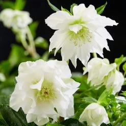 Helleborus Orientalis Plant - Double Ellen White -Dobies 202865 202864C