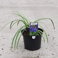 Agapanthus 'Northern Star' -Dobies 203059C