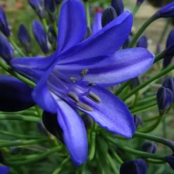 Agapanthus 'Northern Star' -Dobies 203059D
