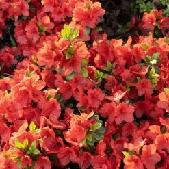 Azalea Plant - Geisha Orange