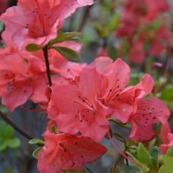 Azalea Plant - Geisha Orange -Dobies 203145b 202040b1