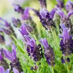 Lavender Stoechas Bandera