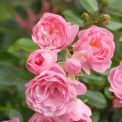 Rose The Fairy Standard -Dobies 203202C