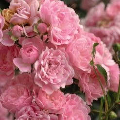 Rose The Fairy Standard -Dobies 203202D