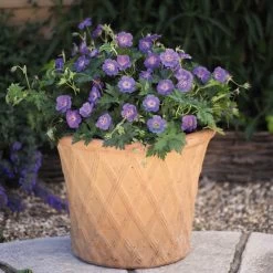 Geranium 'Rozanne' 16 Geranium 'Rozanne' -Dobies 203250c