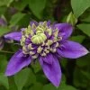 Clematis Plants - Florida Taiga