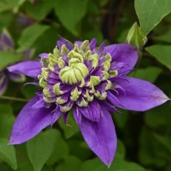 Clematis Plants - Florida Taiga