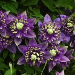 Clematis Plants - Florida Taiga -Dobies 203260 203234b