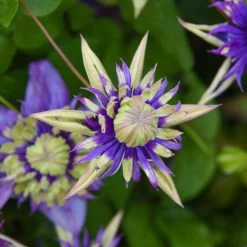 Clematis Plants - Florida Taiga -Dobies 203260 203234c