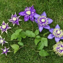 Clematis Plants - Florida Taiga -Dobies 203260 203234d