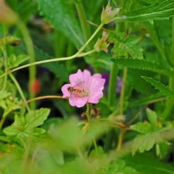 Geranium Oxonianum 'Wargrave Pink' -Dobies 203502 202596 203052C