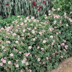 Geranium Endressii