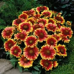 Gaillardia Aristata 'Arizona Sun'